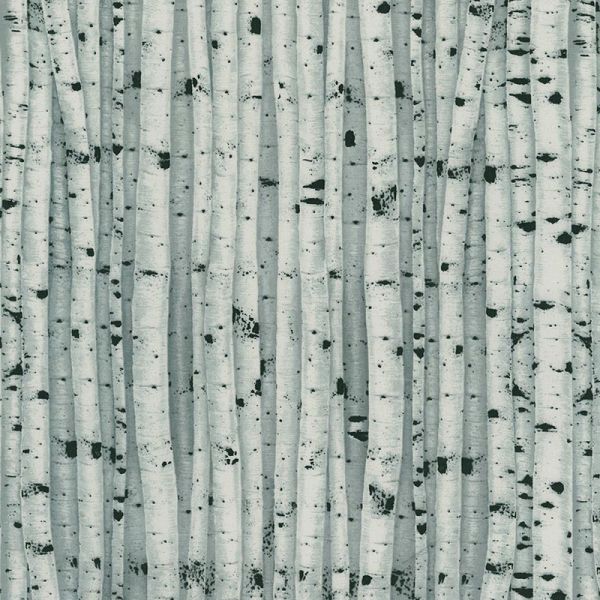 White Birch Tree